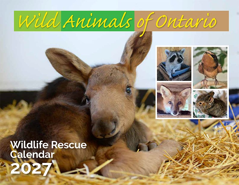 Ontario Wildlife Rescue 2027 Calendar