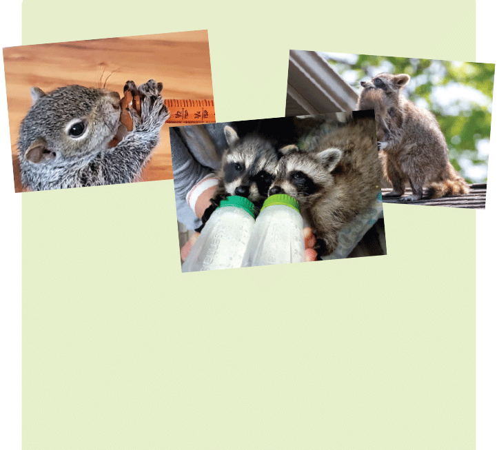 Baby pack of 12 cards (3 different photos)