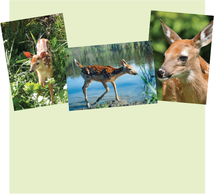 Deer pack of 12 cards (3 different photos)
