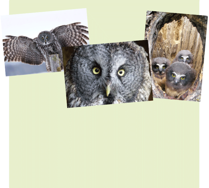 Owl pack of 12 cards (3 different photos)