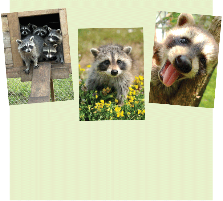 Raccoon pack of 12 cards (3 different photos)