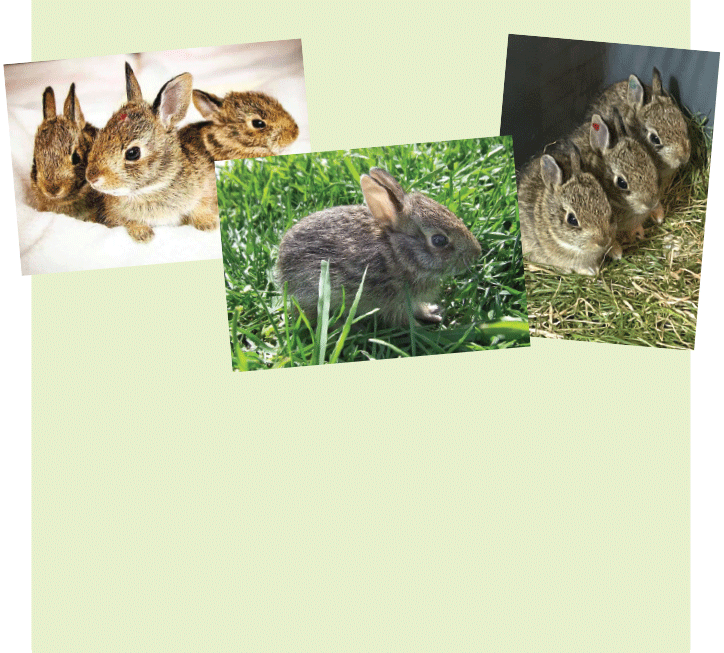 Rabbit pack of 12 cards (3 different photos)